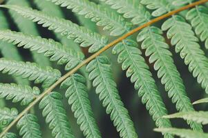 Close-Up View of Fresh Green Fern Leaves in Natural Setting photo