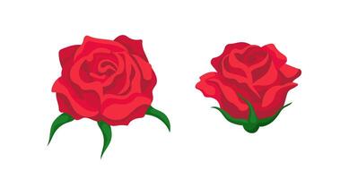 Two beautiful red roses with green leaves on a plain background vector