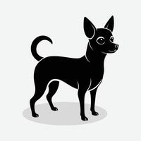 a black chihuahua dog on a white background vector