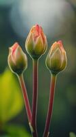 Progression from Budding to Blooming photo