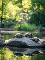 Reptiles Sunbathing on Warm Rock photo