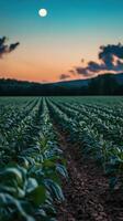 Twilight Glow on Tobacco Fields photo