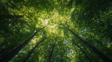 Thick Canopy of Greenery photo
