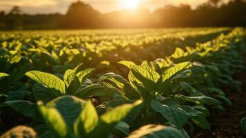 Vigorous Tobacco Foliage in the Sunshine photo