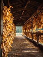 Tobacco Leaves Hanging in Shed photo
