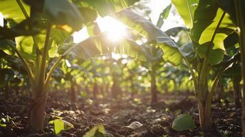 Warm Wind in Banana Orchard photo