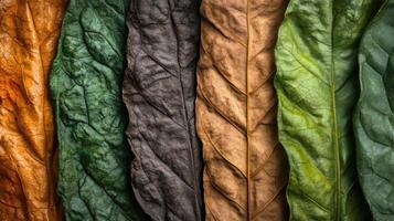 Leaf Illustrations of Tobacco Strains photo