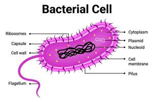 Bacterial cell structure for education illustration vector