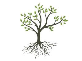 Hand drawn tree with Roots and leaves illustration vector