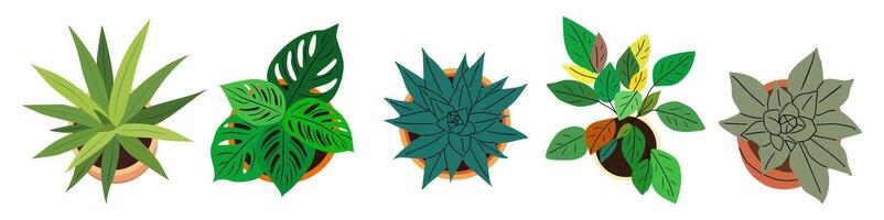 Set of different house plants top view. vector