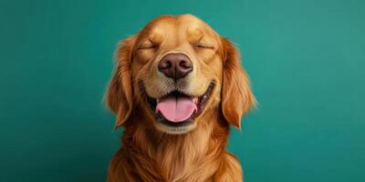 Golden retriever with joyful expression against a turquoise background in a bright indoor setting photo