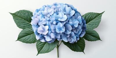Beautiful blue hydrangea arrangement with vibrant green leaves against a white background showcasing floral elegance photo