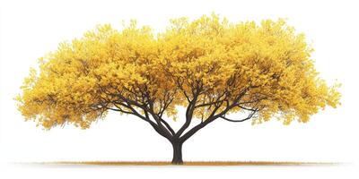 Vibrant yellow tree stands prominently against a white background in a serene natural setting during autumn photo