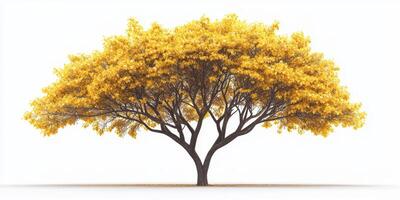 Vibrant yellow tree with expansive canopy standing out against a neutral background in autumn light photo