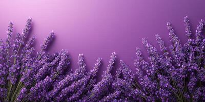 Lavender flowers arranged on a purple backdrop create a calming and vibrant atmosphere in a decorative setting photo