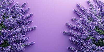 Lavender flowers arranged beautifully on a purple background, ideal for decor and design projects photo