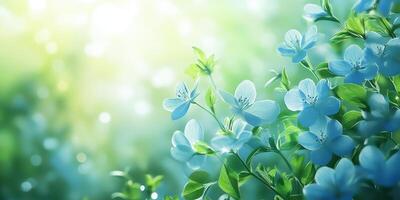 Beautiful blue flowers bloom in a serene garden during the soft morning light of spring photo