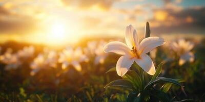 Beautiful white lily blooming beneath a vibrant sunset sky in a serene flower field photo