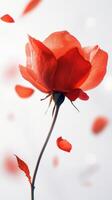 Beautiful red rose with falling petals in a serene setting captured in soft light photo