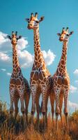 Three giraffes standing in a grassy field under a bright blue sky with fluffy clouds in the background photo