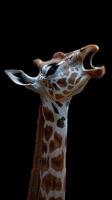 Giraffe vocalizing in dramatic lighting against a black background for artistic effect photo