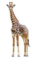 Giraffe stands tall in a pristine environment showcasing its unique patterns and graceful stature photo
