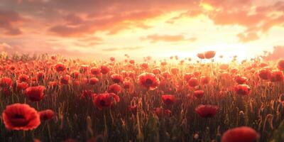 Vibrant red poppy field at sunset creating a stunning landscape of natural beauty photo