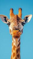 Giraffe displaying its charming features under a bright blue sky in a natural habitat photo