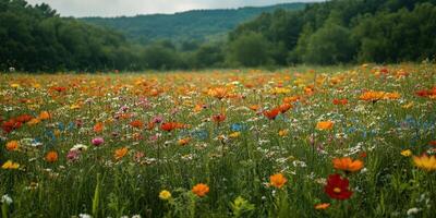Colorful wildflower field in springtime, showcasing vibrant blooms and lush greenery under a cloudy sky photo