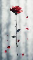 Long stem red rose surrounded by falling petals with soft background light in a serene indoor setting photo