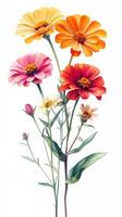 Bright zinnia flowers in various colors, arranged elegantly with green leaves on a white background photo