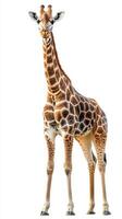 Giraffe standing tall in a natural habitat showcasing its long neck and distinct coat patterns photo