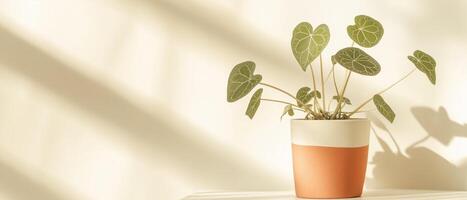 Anthurium Crystallinum Plant On Table With Shadow photo