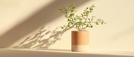 Potted Plant With Sunlight And Shadows photo