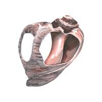 A ruined, broken seashell. Watercolor illustration. An isolated object from a large set of WHALES. For decoration and design, marine and beach compositions, prints, stickers, postcards, posters. vector