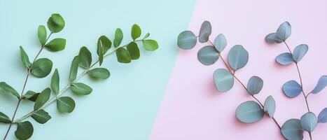 Eucalyptus Branches On Pastel Background photo