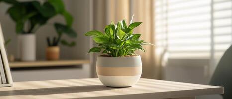 Peace Lily Potted Plant Desk Setting photo