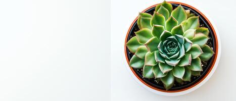 Echeveria Succulent Plant In Flowerpot, Top View photo