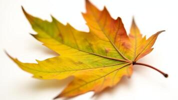 Autumn Maple Leaf On White Surface photo