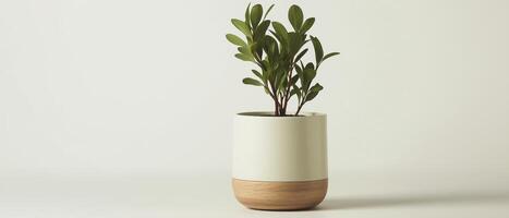 Potted Green Plant Isolated On Background photo