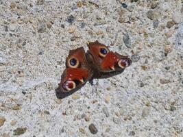 peacock butterfly scient. name aglais io photo