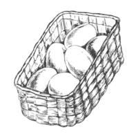 Sketch style basket of eggs. Easter illustration. Hamper full of Easter eggs isolated on white background vector