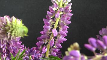 Lupine flowers. Bouquet of purple and pink buds. video