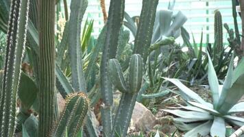 Cacti of different types, shapes and sizes. Succulent plants. Flowers with thorns. video