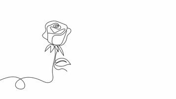 Hand Drawn One Line Animation of a Rose in Bloom, Minimalist Line Art, Continuous Outline Drawing, Representing Natural Beauty, Romance, and Elegance in a Simple Yet Artistic Floral Design. video