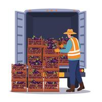 Loading Fresh Eggplant Crates Onto a Truck at the Farm vector