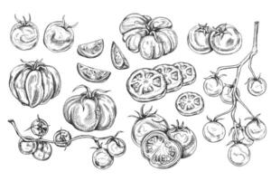 illustration of set red tomatoes. On a twig, slices, pairs, singly. Organic healthy fresh vegetables. Ingredients, farming products. Hand drawn, line art by black ink on isolated background vector