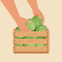Arranging Fresh Cabbage in Wooden Crate with Hands Harvesting Vegetables vector