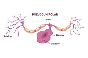 Neuron network and Type of Neurons An Informative Visual Guide for Everyone vector