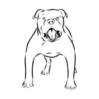 guard dog Alapakh bulldog hand sketch vector
